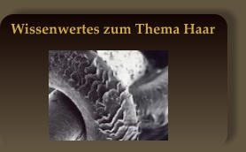 Wissenwertes zum Thema Haar